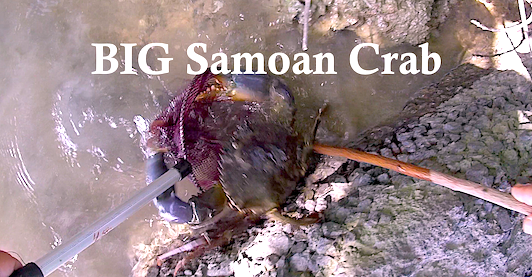 Samoan Crab.png