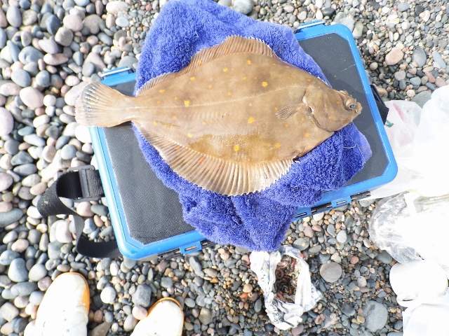 plaice 2.jpg