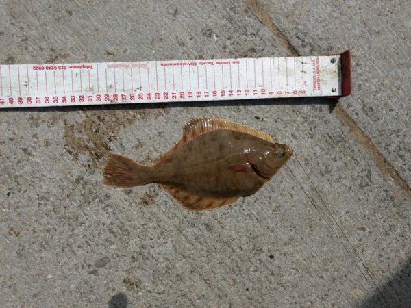 4 Flounder.jpg