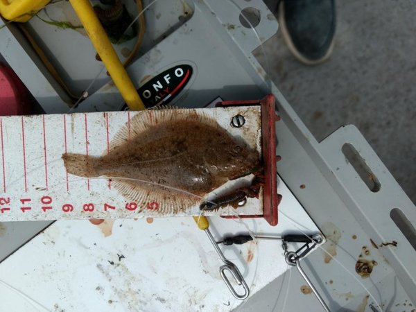 6 Smallest Flounder.jpg