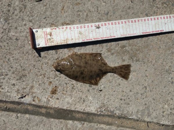 4 Flounder.jpg