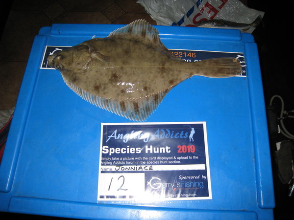 No 3, Flounder. Gynn Wall. 19-1-2019..JPG