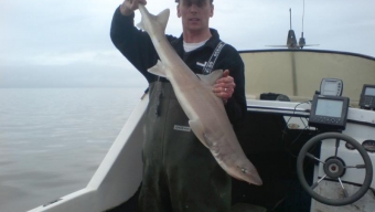 Pisces Fisher finds the bass, or is it a smoothhound?!