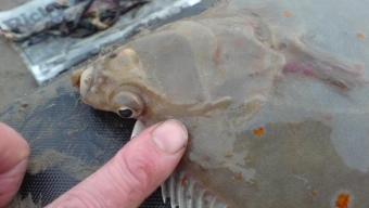 Plaice, Dab and Flounder – Do you know the difference?!