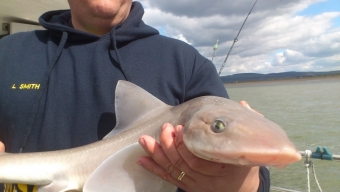 Smoothhound Fishing in Swansea South Wales