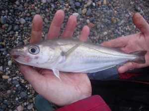 Winter Cod fishing reports
